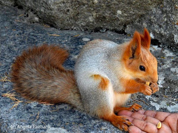 red squirrel 4