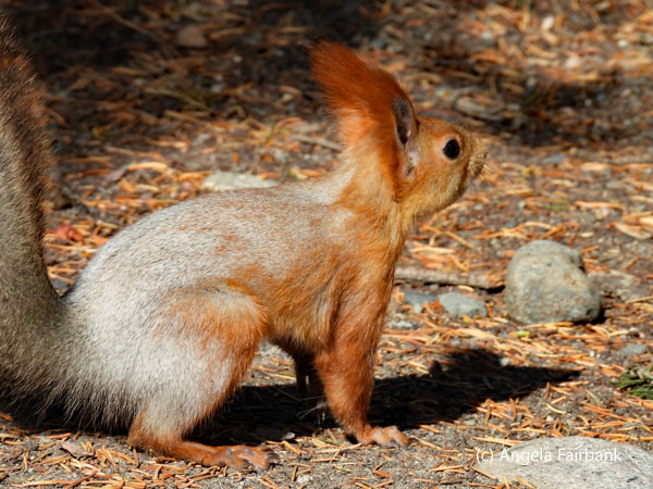 red squirrel 5