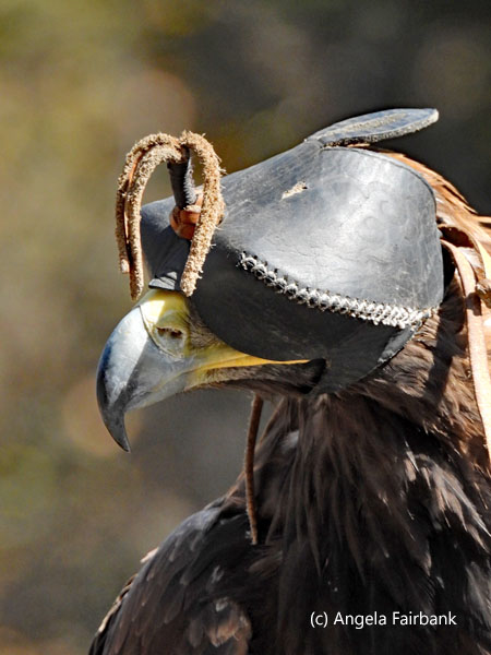 hooded golden eagle 1