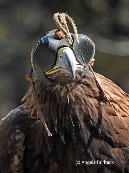 hooded golden eagle 2