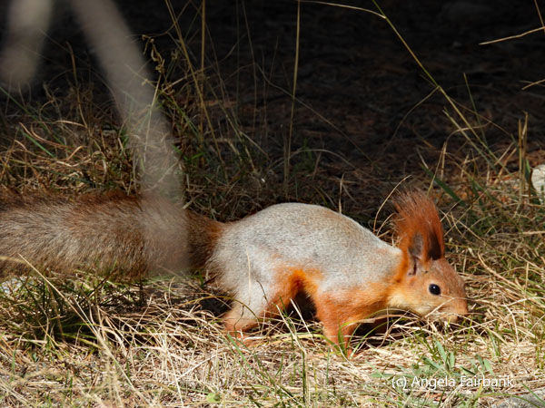 red squirrel 6