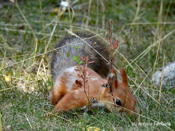 red squirrel 7