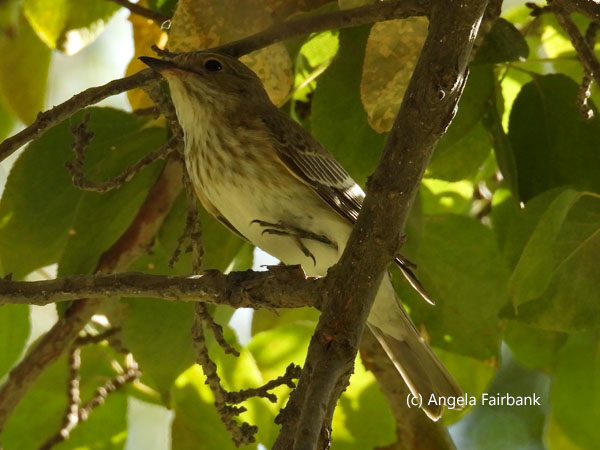 unidentified bird in decidous tree in grounds of summer palace of Emir Said Mir Mohammed Alim Khan
