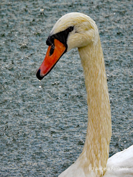 swan in pond of old town