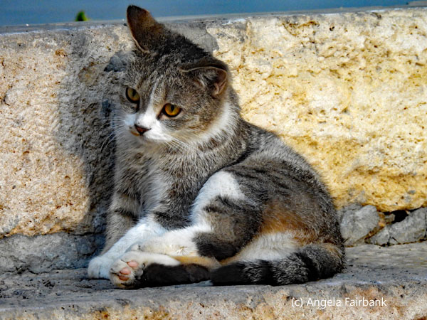 kitten on steps