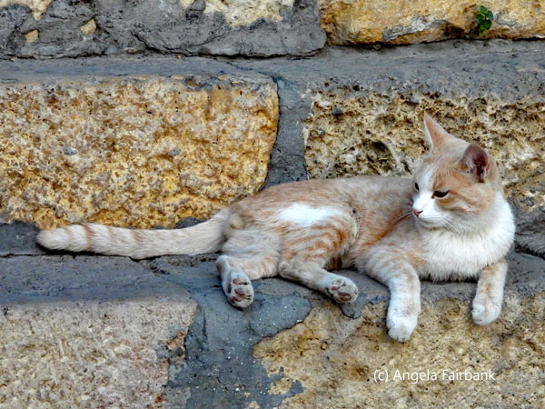 cat on steps
