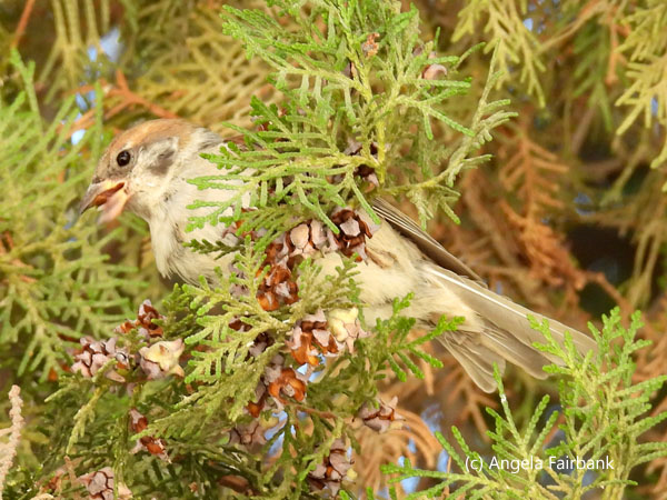 unidentified bird in evergreen in grounds of summer palace of Emir Said Mir Mohammed Alim Khan