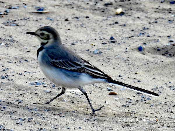 white wagtail
