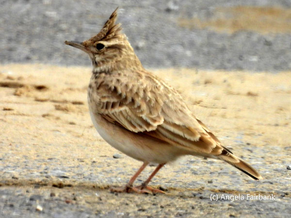 crested lark