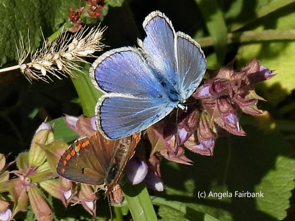 blue and orange butterflies
