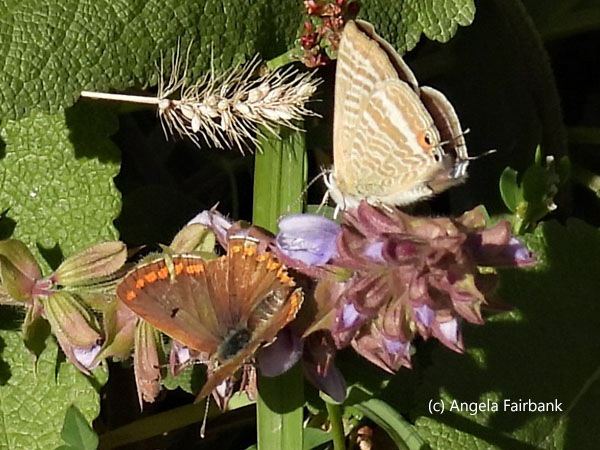 orange and beige butterflies
