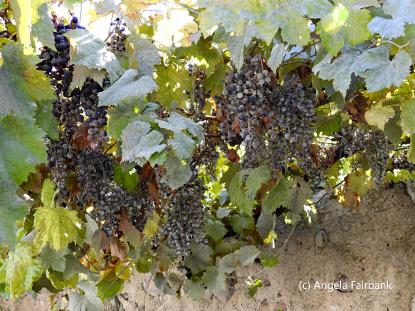 grapes on vine