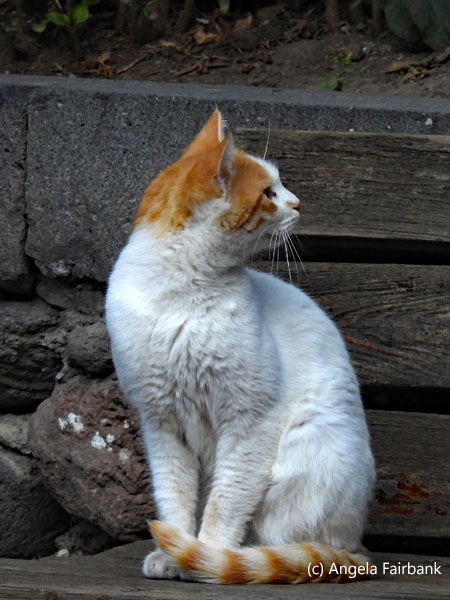 cat at Geghard Monastery