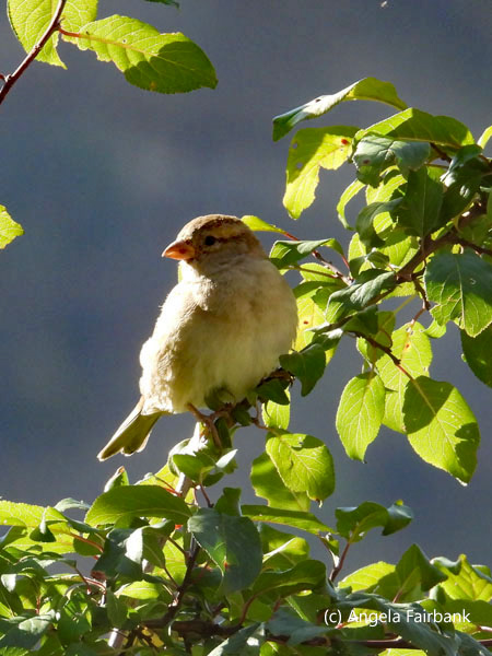 unidentified bird in tree 1