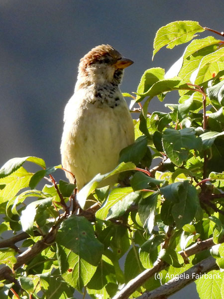 unidentified bird in tree 2