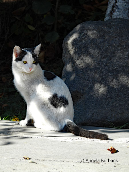black and white cat