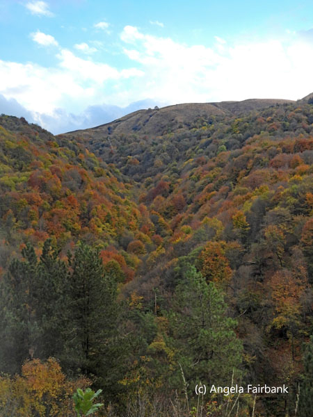 autumn colours from the road