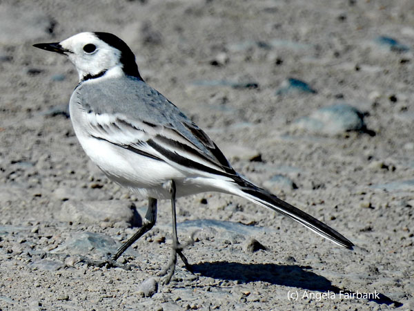 white wagtail 1