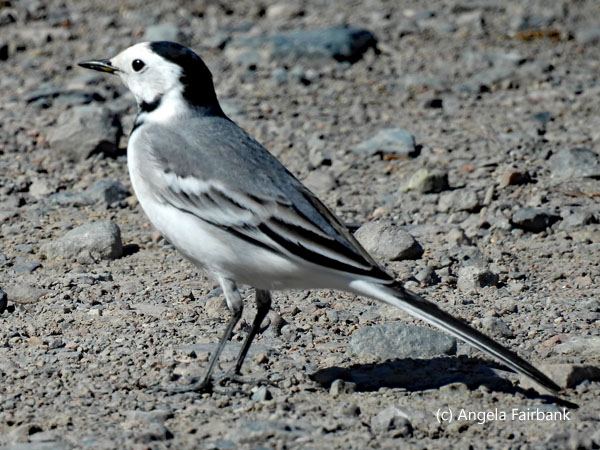 white wagtail 2
