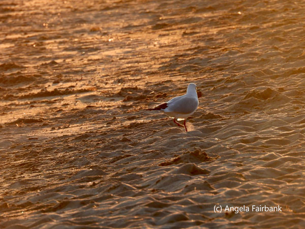 seagull on the sand at sunset