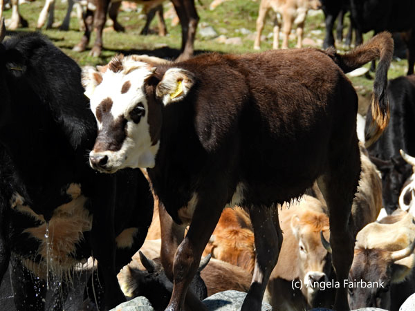 calves crossing river