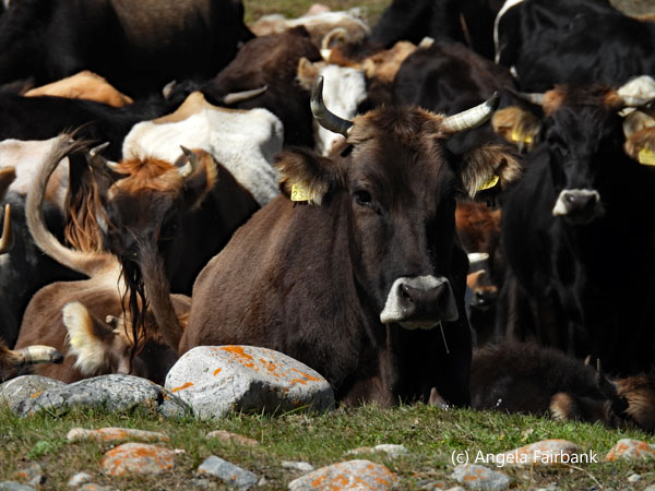 cattle crossing the river