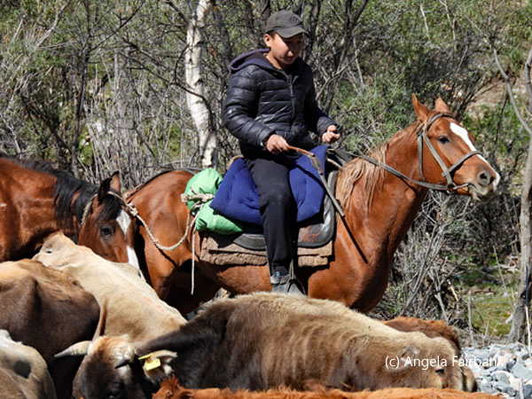 boy on horse with cattle