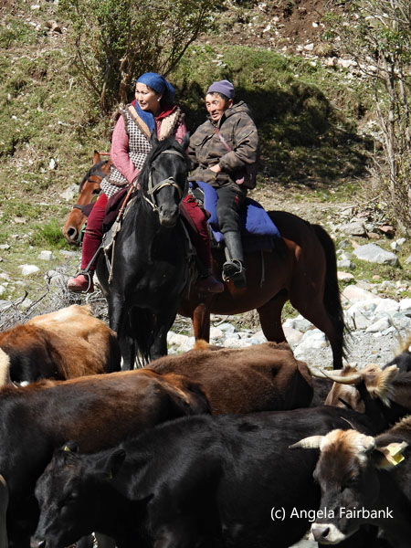cowherders watching cattle crossing river
