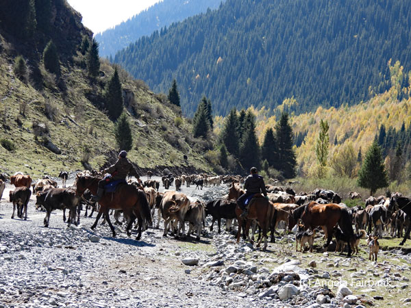 cattle herders and cattle on road 1