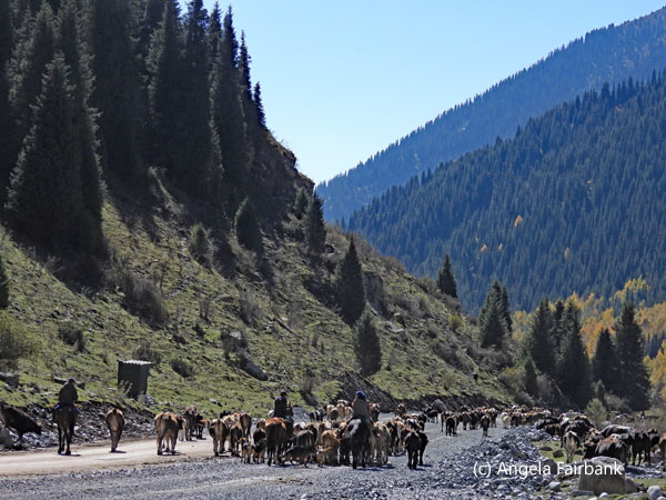 cattle herders and cattle on road 2
