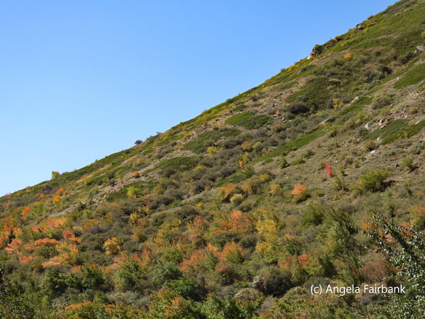 hill with changing leaves
