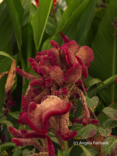 comb or twisted red-purple celosia cristata