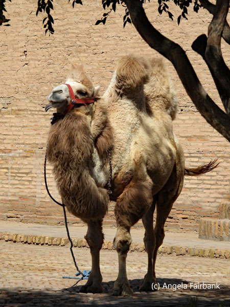 Bactrian camel by tree