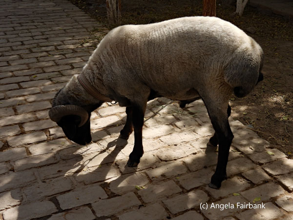 fat-bottomed sheep 1