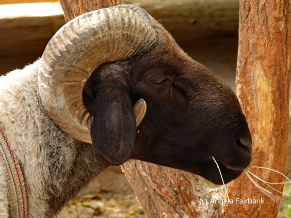 sheep head