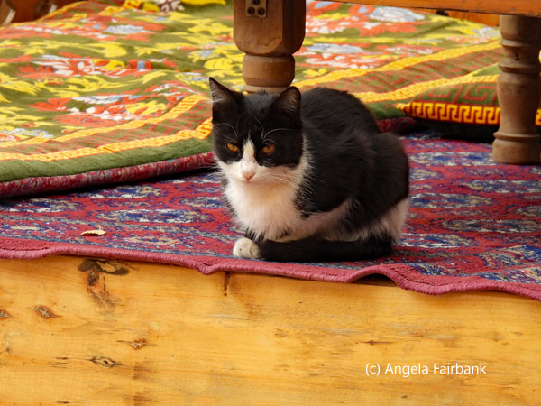 cat on colourful carpets