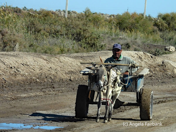 man in donkey cart