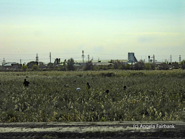 cotton pickers in field through bus window