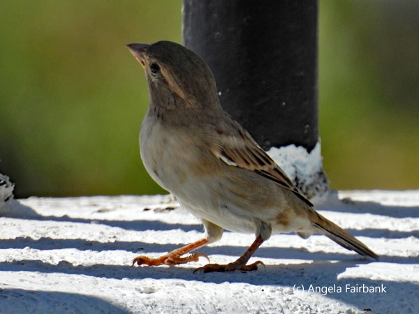 unidentified bird