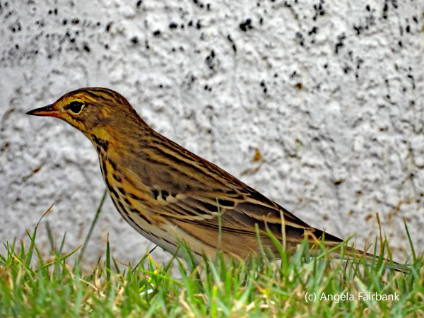 tree pipit