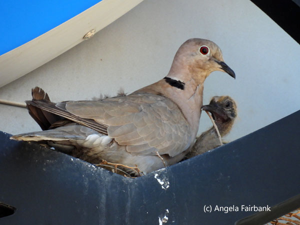 Eurasian collared dove and young