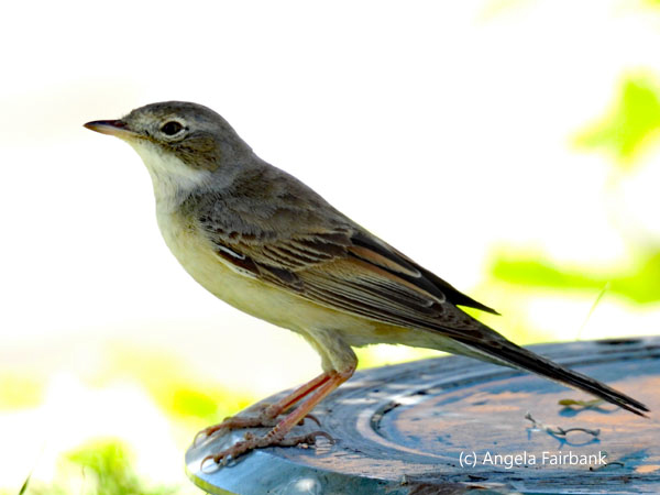 unidentified bird 1