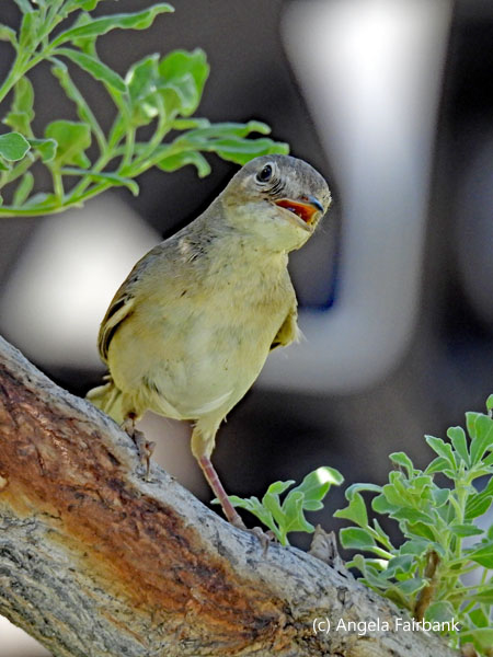 unidentified bird 2