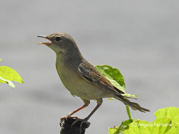 unidentified bird 3