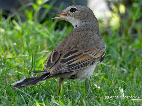 unidentified bird 4