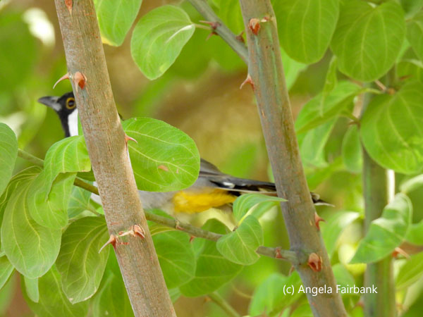white-eared bulbul 1