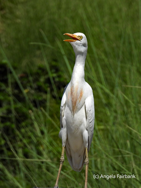 cattle egret