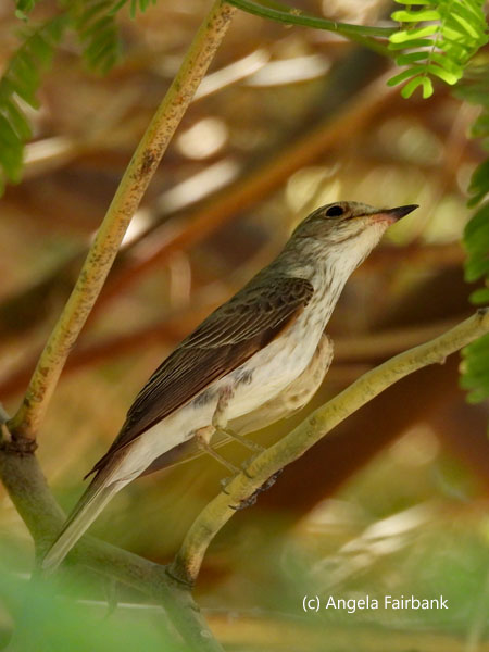 spotted flycatcher