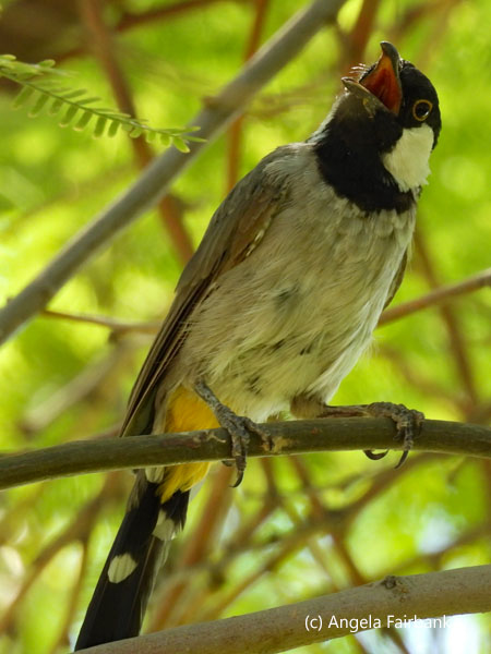 white-eared bulbul 2