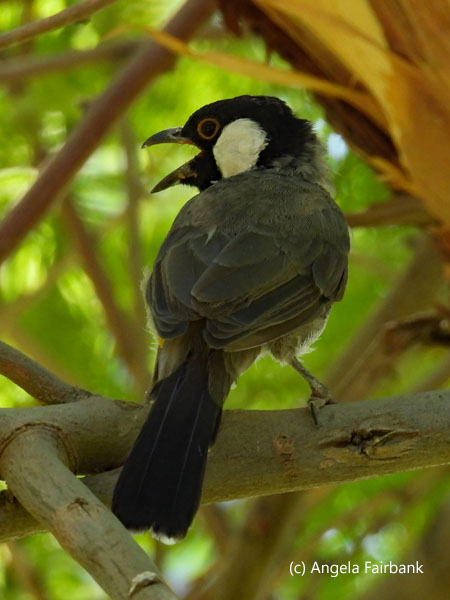 white-eared bulbul 3